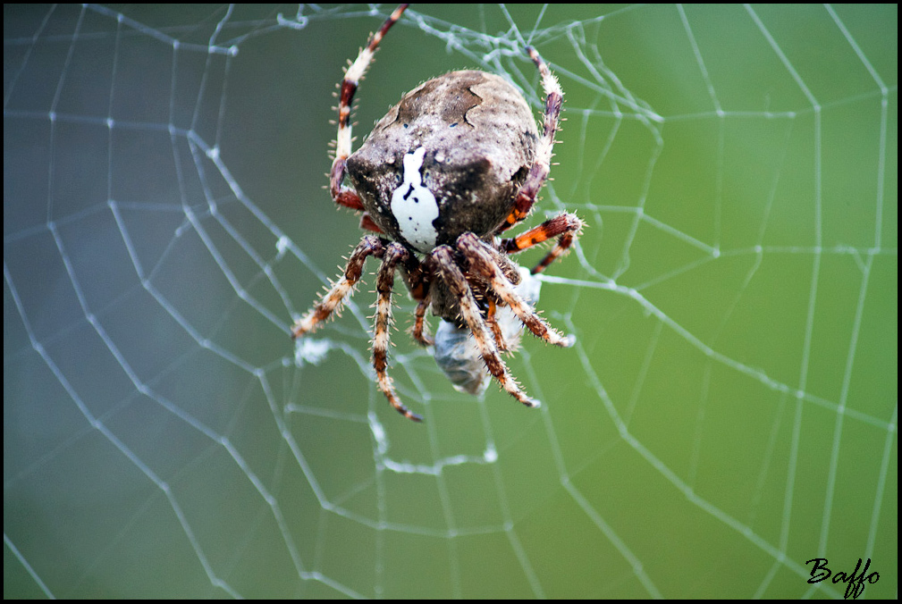 Araneus sp.